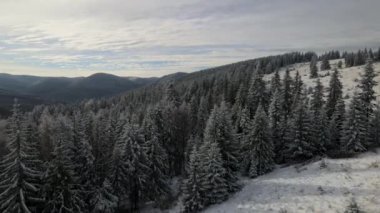 Vahşi Karpatlar 'ın kış mevsiminin en iyi sinematik hava manzarası. Drone kış ormanında uçuyor. Yukarıdan vahşi doğa ve manzara