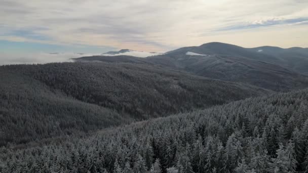 Vista Aérea Cinematográfica Superior Bosque Los Cárpatos Salvajes Durante Invierno — Vídeos de Stock