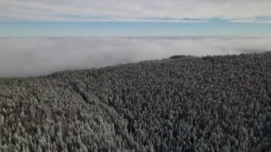 Winter Carpathian Ormanı sinematik hava manzaralı. İnsansız hava aracı vahşi kış ormanının üzerinde uçuyor. 4K İHA görüntüleri. 