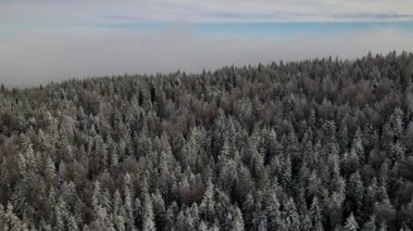 Winter Carpathian Ormanı sinematik hava manzaralı. İnsansız hava aracı vahşi kış ormanının üzerinde uçuyor. 4K İHA görüntüleri. 