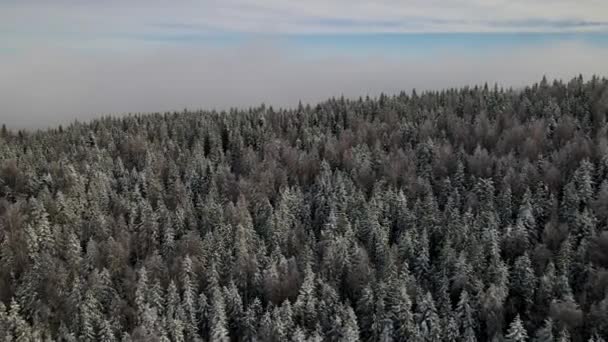 Hutan Carpathian Musim Dingin Sinematik Pemandangan Udara Drone Terbang Atas — Stok Video