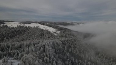 Winter Carpathian Ormanı sinematik hava manzaralı. İnsansız hava aracı vahşi kış ormanının üzerinde uçuyor. 4K İHA görüntüleri. 