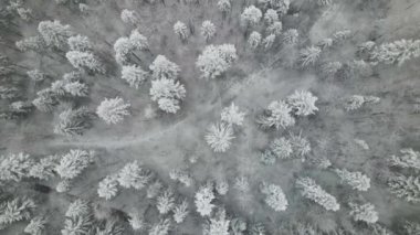 Winter Carpathian Ormanı sinematik hava manzaralı. İnsansız hava aracı vahşi kış ormanının üzerinde uçuyor. 4K İHA görüntüleri. 