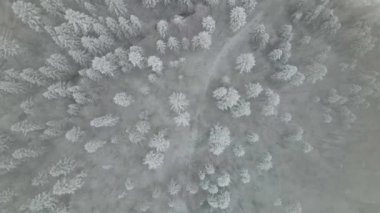 Winter Carpathian Ormanı sinematik hava manzaralı. İnsansız hava aracı vahşi kış ormanının üzerinde uçuyor. 4K İHA görüntüleri. 