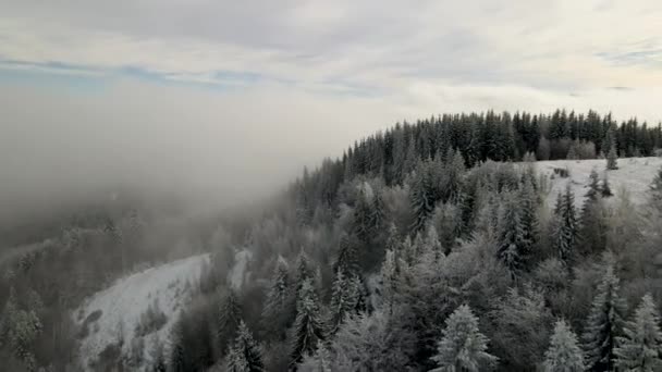 Winter Carpathian Ormanı Sinematik Hava Manzaralı Nsansız Hava Aracı Vahşi — Stok video