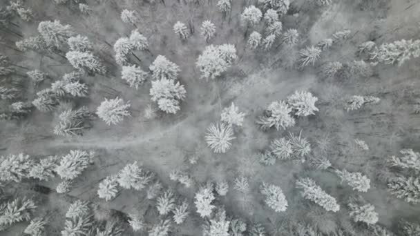 ウィンター カルパティアの森林写真展 野生の冬の森を飛行するドローン 4Kドローン映像 — ストック動画