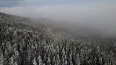 Winter Carpathian Ormanı sinematik hava manzaralı. İnsansız hava aracı vahşi kış ormanının üzerinde uçuyor. 4K İHA görüntüleri. 