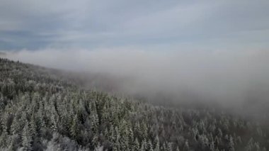Winter Carpathian Ormanı sinematik hava manzaralı. İnsansız hava aracı vahşi kış ormanının üzerinde uçuyor. 4K İHA görüntüleri. 