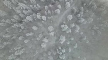 Winter Carpathian Ormanı sinematik hava manzaralı. İnsansız hava aracı vahşi kış ormanının üzerinde uçuyor. 4K İHA görüntüleri. 
