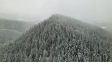 Winter Carpathian Ormanı sinematik hava manzaralı. İnsansız hava aracı vahşi kış ormanının üzerinde uçuyor. 4K İHA görüntüleri. 