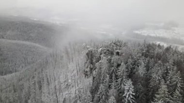 Winter Carpathian Ormanı sinematik hava manzaralı. İnsansız hava aracı vahşi kış ormanının üzerinde uçuyor. 4K İHA görüntüleri. 