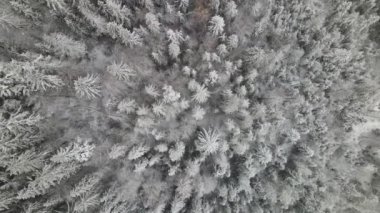Winter Carpathian Ormanı sinematik hava manzaralı. İnsansız hava aracı vahşi kış ormanının üzerinde uçuyor. 4K İHA görüntüleri. 