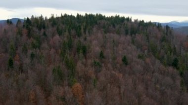 Sonbahar Karpat Ormanı sinematik hava manzarası. İnsansız hava aracı vahşi sonbahar ormanlarında uçuyor. 4K İHA görüntüleri. Yukarıdan Ukrayna köyü