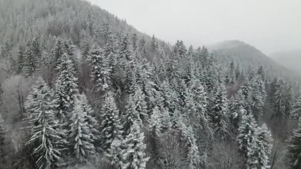 冬季喀尔巴阡山森林电影空中景观 无人机飞越了荒芜的冬季森林4K无人驾驶飞机镜头 — 图库视频影像