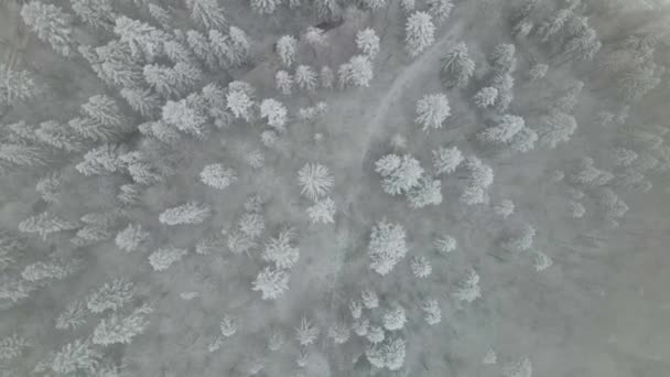 Inverno Cárpatos Floresta Vista Aérea Cinematográfica Drone Voando Sobre Floresta — Vídeo de Stock