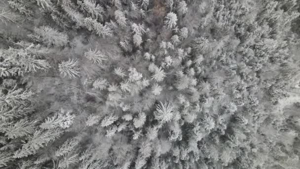 Pădurea Carpatică Iarnă Vedere Aeriană Cinematografică Drone Care Zboară Peste — Videoclip de stoc