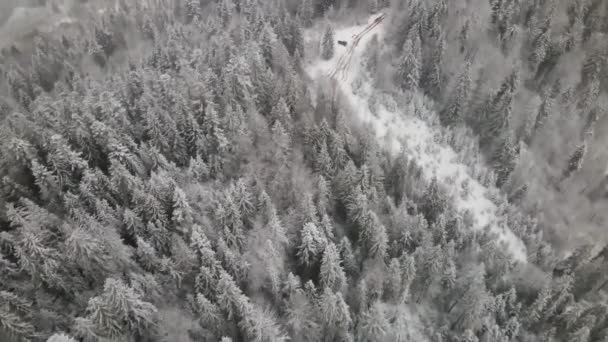 ウィンター カルパティアの森林写真展 野生の冬の森を飛行するドローン 4Kドローン映像 — ストック動画