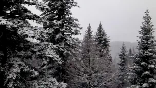 Inverno Carpazi Foresta Cinematografica Vista Aerea Drone Che Sorvola Foresta — Video Stock