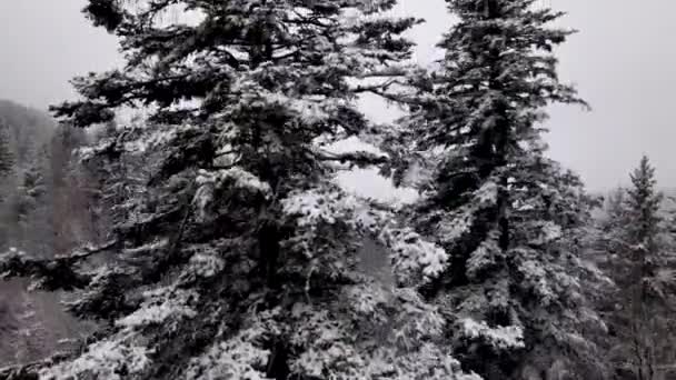 冬季喀尔巴阡山森林电影空中景观 无人机飞越了荒芜的冬季森林4K无人驾驶飞机镜头 — 图库视频影像