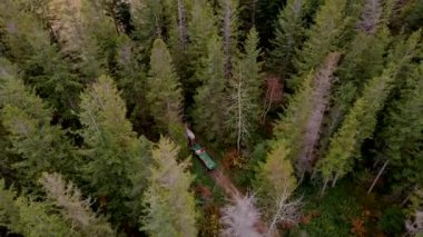 Atlı bir araba vahşi Carpathian ormanında ilerliyor. Yukarıdan Karpat orman manzarası. Batı Ukrayna 'daki Ukrayna köylerinde yaşam