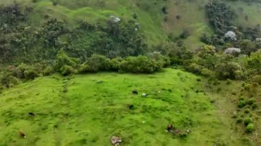 Kolombiya sinematik hava manzarası. Kolombiya 'nın vahşi yaşamı ve manzarası. Kolombiya ormanında bir dron uçuyor. Yukarıdan inanılmaz vahşi yaşam manzarası