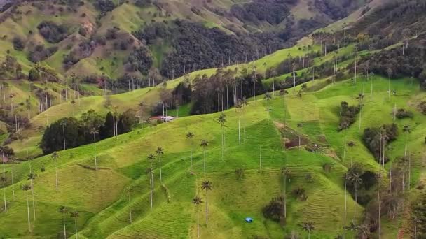 Colombia Top Filmische Luchtfoto Uitzicht Wilde Dieren Het Landschap Van — Stockvideo