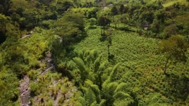 Kolombiya sinematik hava manzarası. Kolombiya 'nın vahşi yaşamı ve manzarası. Kolombiya ormanında bir dron uçuyor. Yukarıdan inanılmaz vahşi yaşam manzarası