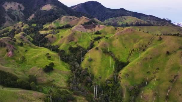 Colombia Top Filmische Luchtfoto Uitzicht Wilde Dieren Het Landschap Van — Stockvideo