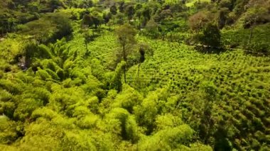 Kolombiya sinematik hava manzarası. Kolombiya 'nın vahşi yaşamı ve manzarası. Kolombiya ormanında bir dron uçuyor. Yukarıdan inanılmaz vahşi yaşam manzarası