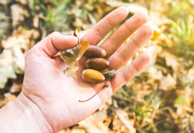 Ellerinde meşe palamudu. Sarı yapraklı sonbahar ormanı. Yaşlı meşe. Mevsimlik kavram.
