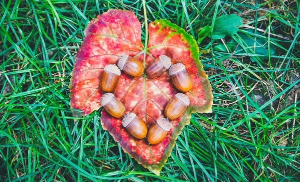 Acorns Shape Heart Lying Yellow Leaves Grass Love Autumn Concept — Stockfoto