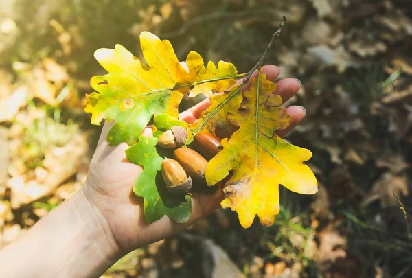 Bolotas Com Folhas Verdes Amarelas Nas Mãos Floresta Outono Carvalho — Fotografia de Stock