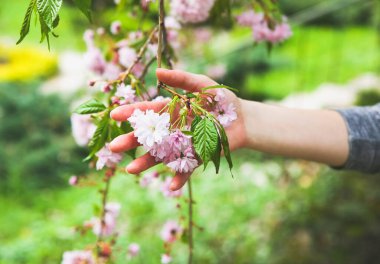 Çiçek açan ağaç dalında el ele tutuşmak. Sakura çiçeği. Bahar havası. Dinlenme zamanı..