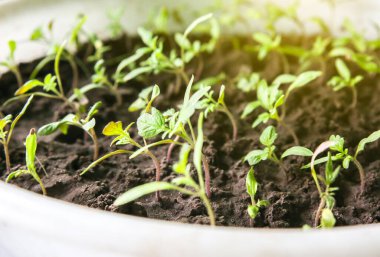 Seedlings in the bucket with ground. Sprouts of tomatoes. Spring photo. Agriculture idea. Eco friendly concept. Plants growing.