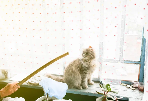 고양이가 창가에 있습니다 집에서 기르는 막대를 봅니다 마을의 동물들 — 스톡 사진