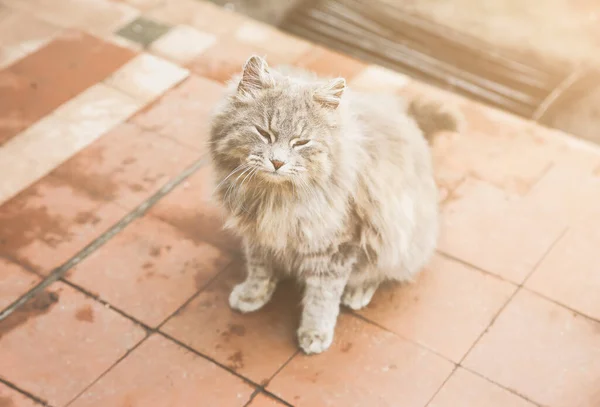 Grå Katt Utomhus Ett Fluffigt Husdjur Djur Byn — Stockfoto