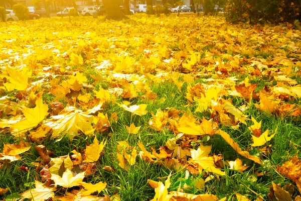 Осенний Солнечный Пейзаж Осенние Желтые Листья Зеленой Траве Изменение Времен — стоковое фото