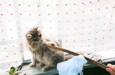 Gri kedi pencere pervazında oturuyor. Sopaya bakan tüylü evcil hayvan. Köydeki hayvan..