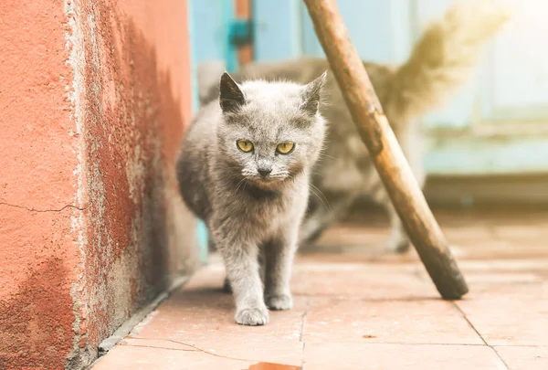 Grey Kitten Outdoors Home Fluffy Pet Collar — ストック写真