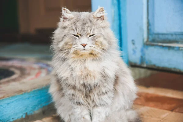 屋外で目を閉じて灰色の猫 ハッピーホームふわふわペット — ストック写真