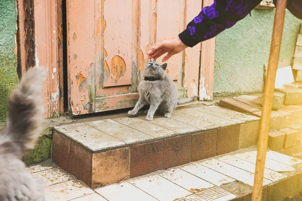 老婦人は屋外で灰色の猫を撫でている 襟付きのホームふわふわペット 村の動物と高齢者 — ストック写真