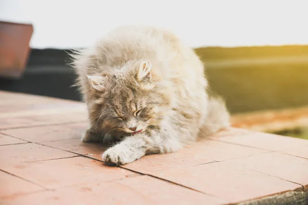 Grey Cat Licking His Paw Outdoors Home Fluffy Pet Collar —  Fotos de Stock