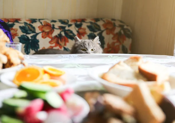 Szary Kot Przy Stole Puszysty Zwierzak Chce Ukraść Jedzenie Głodne — Zdjęcie stockowe