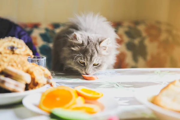Graue Katze Tisch Flauschiges Haustier Etwas Futter Stehlen Hungrige Tiere — Stockfoto