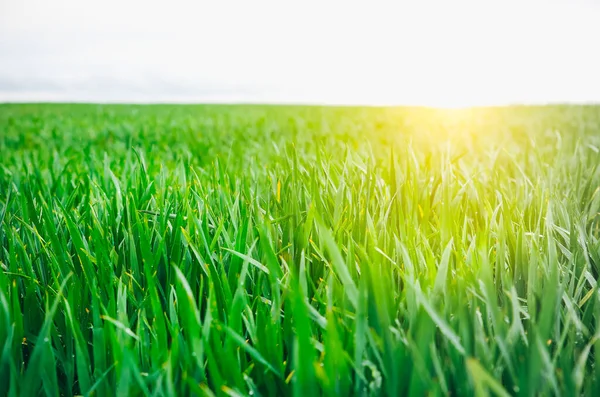 Tall Green Grass Field Spring Meadow Landscape Sunny Day Summer — 图库照片