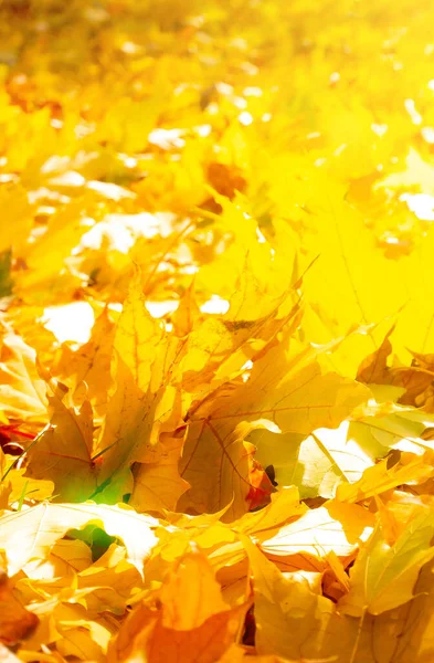 Autumn Sunny Landscape Beautiful Autumn Yellow Leaves Park — Stock Photo, Image