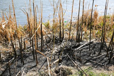 Doğadaki çöp plastiği. Çevre kirliliği. Ekolojik felaket. Yeşil kirli su.