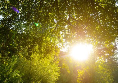 Yaz ağaçları ve yapraklar güneşli. Doğa konsepti. Güzel ışık.