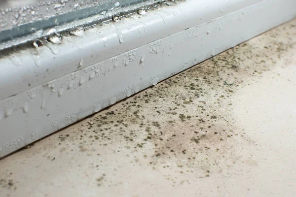 Black Mold Fungus Growing Windowsill Dampness Problem Concept Condensation Window — Stock Photo, Image