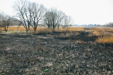 Çevre kirliliği. Kuru ve yanmış çimenler. Ekolojik felaket. Arka plandaki fabrikalar.